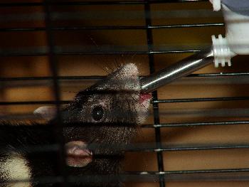 Broscha am Trinken 2