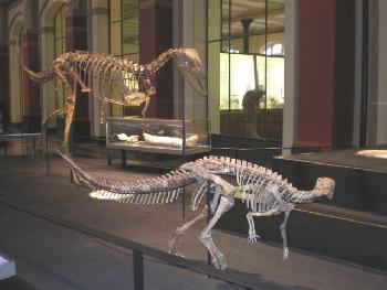 Berlin_Naturkundemuseum_Saurier