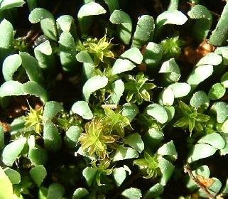 St�ck f�r St�ck