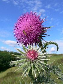 wiesodenn: Unkraut oder eine sch�ne Blume ?