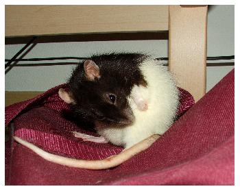 Broscha macht sich unter dem Bett sauber