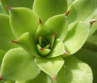Sempervivum in Licht und Schatten