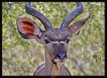 Kudu sieht mich..