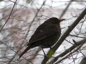 Frau Amsel ...