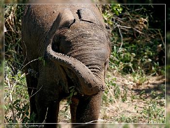 Mit der Nase ins Ohr?