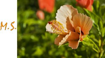 Ein Blume f�r Dich....