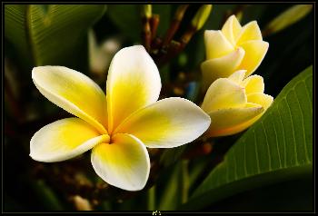 Sie bl�ht f�r Dich...