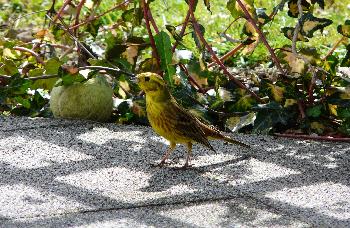 Neugieriger ( eigentlich scheuer )  Gr�nfink ...