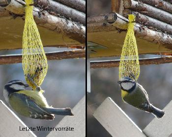 Letzte Wintervorr�te ergattern ...