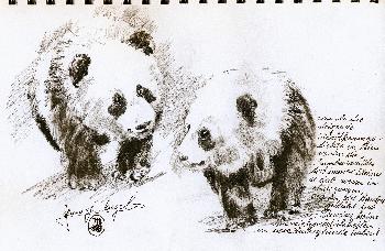 Skizzen von Gro�en Panda 04