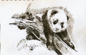Skizzen von Gro�en Panda 06