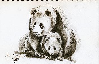 Skizzen von Gro�en Panda 07