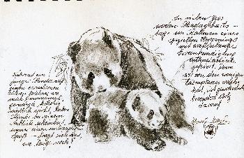 Skizzen von Gro�en Panda 08