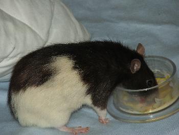 Abendliches Vitamin-B Komplex gelst in etwas Fruchtjoghurt