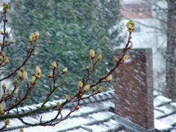 Seltenes Schauspiel - Schneetreiben im April