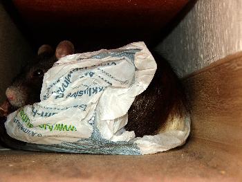 Broscha mit T�te (Part 2, was daraus geworden ist)