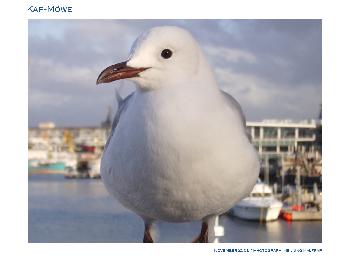 M�we im Hafen von Kapstadt