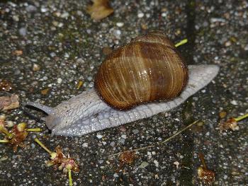 Frau Schleimig unterwegs ...