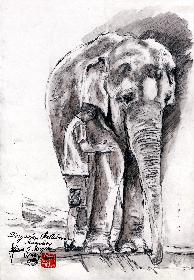 Tierpark Hellabrun Abschied von Kathy 01