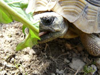 *Mampf*, endlich wieder im Garten .oO