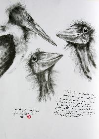 Marabus aus dem Leipziger Zoo