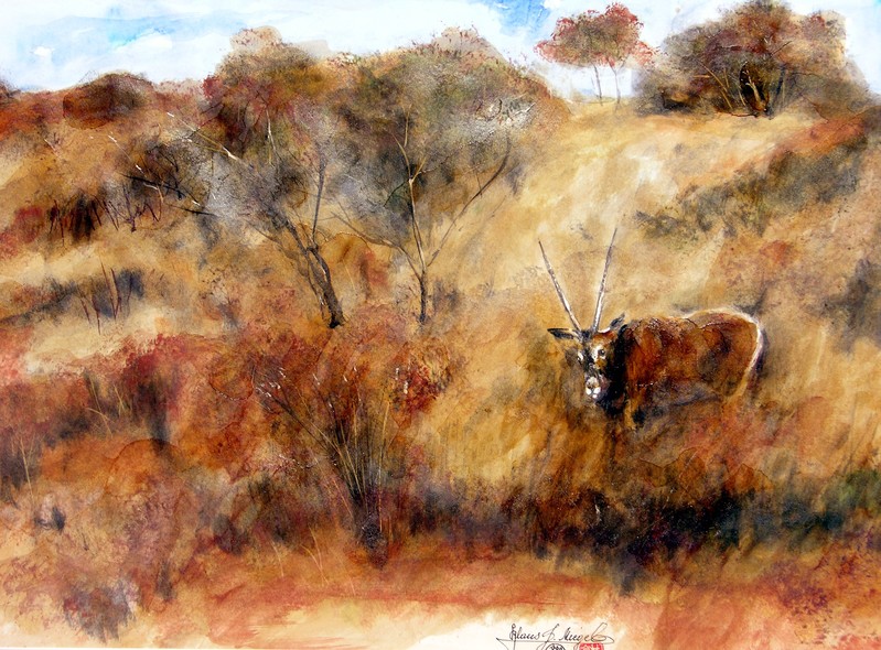 Das wilde Afrika 13 Oryx