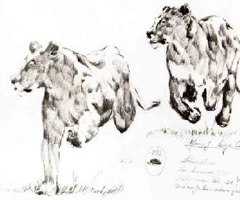 Das wilde Afrika 19 (so sieht man sie nie im Zoo)