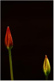 Tulpen