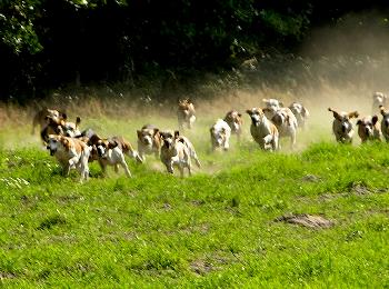 Schleppjagd auf Schloss-Kranichstein 05