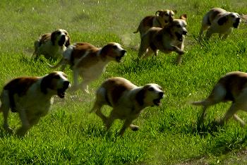 Schleppjagd auf Schloss-Kranichstein 06