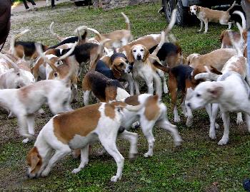 Schleppjagd auf Schloss-Kranichstein 13