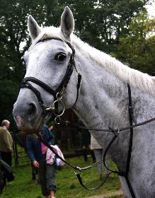 Schleppjagd auf Schloss-Kranichstein 40