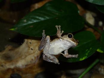 Cliffhanger-Frog  ...