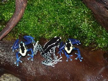 Mr. Frog - Contest ...