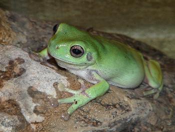 Gr�ner Pfeilgiftfrosch in Pose ...