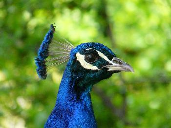 Monsieur Pfau ...