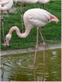 Gleich hab ich dich .oO