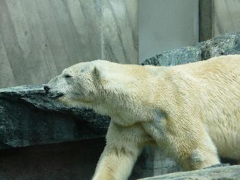 Herrscher der Antarktis ...