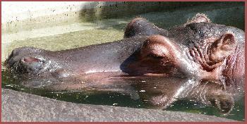 In der Sonne schlummern ...