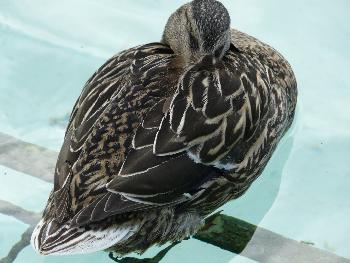 In tiefsten Tr�umen ...