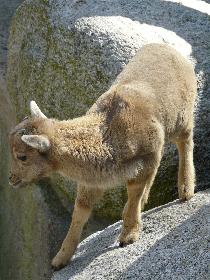 Wie soll ich nur da runter kommen? .oO