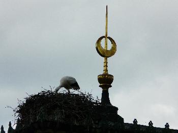 Der Klapperstorch ...