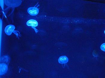 Noctiluca, der Funken des Meeres ...