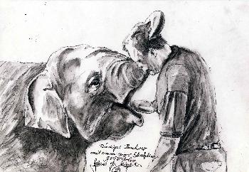 Tierpfleger mit jungem Elefanten Zoo Berlin