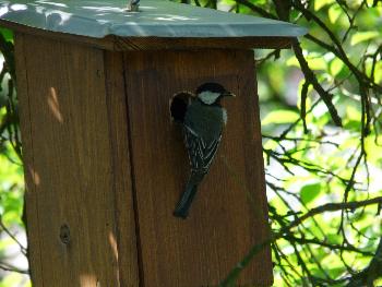 F�tterungszeit bei unseren Kohlmeisen ...