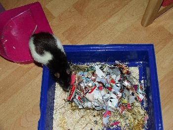 Broschas Papierschnippsel-Nest