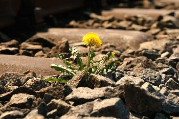 starkes Pfl�nzchen