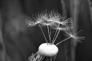 Engelchen oder Teufelchen