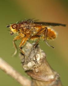 kleine Pause auf dem Ast