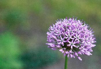 Kugellauch
